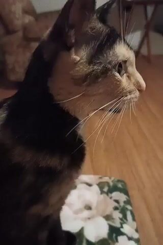 This is a close-up video of a calico cat. The cat is facing to the right in the first frame, looking at something outside the frame. The cat then turns its head down towards the viewer. The cat's fur is a mix of black, orange, and white. The cat has long white whiskers. The cat is sitting on a floral patterned cushion. The background is blurred but appears to be an indoor setting with wooden floors and furniture. The lighting is dim.