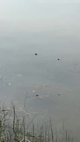 The video shows a close-up view of a body of water, likely a pond or slow-moving stream, with tall grass along the bottom edge. The water is calm with some debris floating on the surface. Several small insects, appearing to be damselflies or dragonflies, are visible on the water's surface and in flight. One insect is clearly visible near the top center of the frame, while others are scattered throughout the middle and lower sections. The overall lighting suggests it is daytime with bright, diffused sunlight. The camera is positioned at a slightly downward angle, capturing the scene from above the waterline.