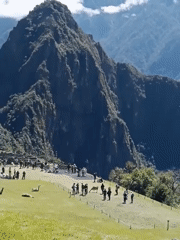 Tourists observe llamas at Machu Picchu ruins in Peru