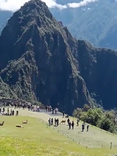 Tourists observe llamas at Machu Picchu ruins in Peru