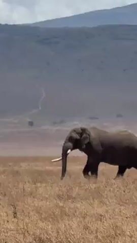 The video shows a single elephant walking in a field. The elephant is gray and has large tusks. The field is covered in dry, brown grass. In the background, there is a mountain with a dirt road winding up it. The sky is overcast. The camera is static, but the wind can be heard in the background.