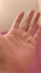 Sofia residents document hand marking and traffic conditions