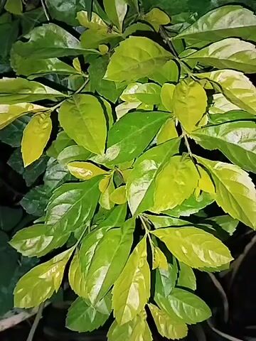 The video shows a close-up shot of a plant with green and yellow-green leaves. The camera is focused on the leaves, which are arranged on stems. The background is dark and out of focus, suggesting the plant is outdoors at night or in a dimly lit environment. There are no people or animals visible in the video. The leaves appear to be healthy and vibrant, with a glossy texture. Some leaves show variegation, with patches of lighter yellow-green mixed with the darker green. The plant is dense, with many leaves overlapping each other. The lighting creates highlights and shadows on the leaves, adding depth and dimension to the image. The camera appears to be stationary, and there is no visible movement other than a slight sway of the leaves, possibly due to a gentle breeze. The overall impression is one of natural beauty and tranquility.