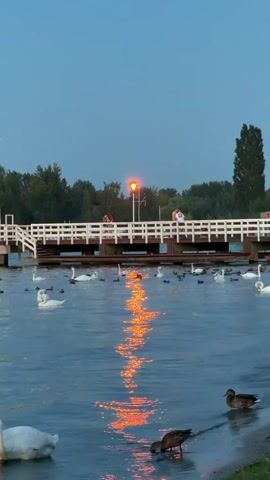 A video taken at dusk shows a calm body of water with a white pier in the background. Several swans and ducks are swimming in the water. The pier has people walking on it and a red light is visible on a pole above the pier. The water reflects the orange light from the red light. The sky is a dark blue, indicating the time of day is late evening.