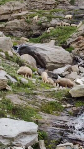 A flock of sheep grazes on a rocky, vegetated mountainside beside a stream. The sheep are mostly white with some brown and black ones visible. The terrain is steep and uneven, with rocks and patches of green grass. Water cascades down the rocks in several places, forming small waterfalls. The overall impression is one of a natural, pastoral landscape.