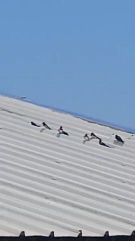 The video shows a flock of birds on a metal roof under a clear blue sky. The birds appear to be swifts or swallows, with dark bodies and white underparts. They are scattered across the roof, with some perched on the ridges and others on the flat surfaces. The roof is white and appears to be corrugated metal, with a blue trim along the top edge. In the background, a cell tower can be seen against the sky. The video is filmed from a distance, and the details of the birds and their actions are somewhat blurred.