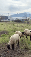 Sheep, goats, and chicks on a quiet rural afternoon in Romeral