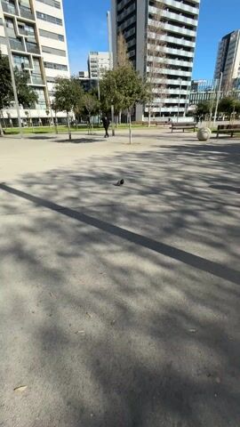 The video shows a pigeon on a gray concrete surface in a park. The pigeon has gray and white plumage. Tree shadows fall on the concrete. In the background are tall buildings, trees, benches, and a person walking away.