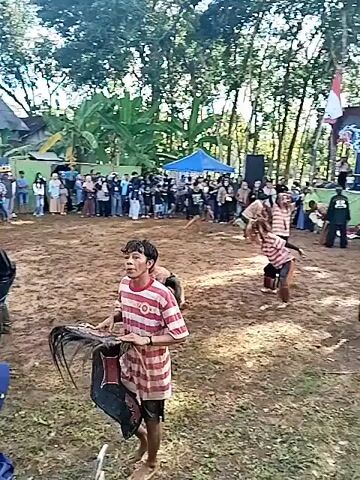 The video captures a bustling outdoor event with a large crowd gathered around a muddy field. Several people dressed in traditional attire are moving within the field, some carrying what appear to be props or tools, suggesting a performance or ritual. The crowd is a mix of ages and genders, with many observing and recording the event on their phones. The background features a simple stage and various trees, including banana trees, contributing to a rural or village setting. The weather seems pleasant, indicated by the daylight and absence of rain. The scene as a whole conveys a sense of cultural celebration or public gathering in a rural area.