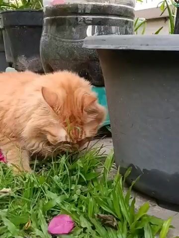 A close-up shot shows an orange cat with long fur eating grass. The cat is in the foreground, surrounded by green grass. In the background, there are several large, dark-colored pots, one of which appears to be a repurposed plastic bottle. The setting seems to be outdoors, possibly a garden or yard. A few pink flower petals are scattered among the grass.