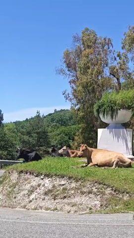 The video shows several cows resting on a grassy incline next to a paved road under a clear blue sky. In the initial frames, at least three cows are visible: one black and two light brown/tan, lying on the grass. The background features lush green hills and mountains, with various trees scattered across the landscape. As the camera pans, a large white concrete structure with a planted urn on top comes into view. The scene then focuses on a light brown cow and a black cow, both lying down near a tall utility pole and a tree. The cows appear relaxed, with one briefly looking up. The weather is sunny, and the overall setting is rural and natural. A person can be heard speaking in Russian, saying, "Sunbathing, right?". The location is Viadati Eshyra, Abkhazia.