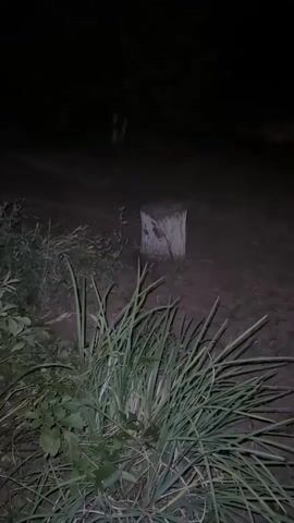 A video shows a cat with bright blue eyes standing near a tree stump in a dimly lit outdoor area. The cat is looking at the camera. In the foreground, there is tall green grass. The background is dark, with some foliage and a blurry object that might be an animal in the distance. The scene appears to be taking place at night.