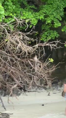 The video shows a monkey climbing on a tree. The monkey is on the beach. The tree is on the beach. The monkey is climbing on the tree. The monkey is climbing. The monkey is climbing on the tree. The monkey is climbing. The monkey is climbing on the tree. The monkey is climbing. The monkey is climbing on the tree. The monkey is climbing.