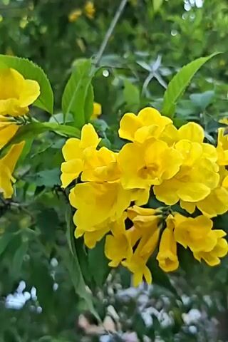 A close-up shot of a cluster of bright yellow flowers with green leaves. The flowers are trumpet-shaped and appear to be on a branch. The background is blurred, showing hints of green foliage and bright, out-of-focus lights, suggesting an outdoor setting, possibly dappled sunlight. The video is short and focuses solely on the floral subject.