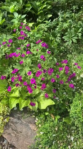 The video pans across a garden bed. In the center, there are clusters of bright pink flowers, possibly geraniums, interspersed with lush green foliage from hosta plants. To the left of the pink flowers is a dense bush with variegated green and yellow leaves, appearing to be a type of euonymus. The ground in the foreground is covered with small, grey cobblestones and some scattered brown leaves. In the background, there is more green foliage from larger plants. The overall scene is a vibrant and well-maintained garden. The lighting suggests it is daytime, likely with dappled sunlight. There are no people or animals visible in the video.