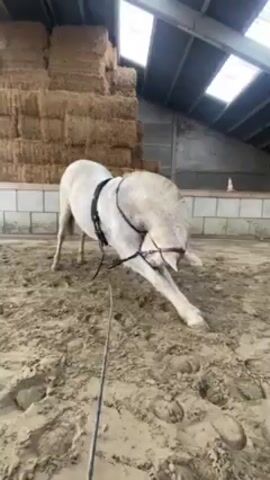 The video shows a white horse wearing a bridle and harness, stretching in an indoor arena. The horse lowers its head and extends its front legs forward, reaching towards the ground while keeping its hind legs stationary. The arena has a sandy floor, and there are stacks of hay bales in the background. A person holds a long rein or line attached to the horse's harness. The arena has a roof with skylights.