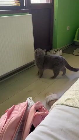 A medium shot captures a fluffy, grey British Shorthair cat standing on a light wooden floor. The cat is facing towards the left of the frame, looking upwards at something off-camera, with its mouth slightly open and its head tilted back. Its fur appears dense and soft. To the left of the cat, a white radiator with horizontal slats runs along the wall. Behind the cat, a dark wooden door is visible, and to the right of that, a pair of white sneakers with pink accents are placed on the floor. The wall to the far right of the frame is painted a vibrant green, and a litter box with green plastic is partially visible in the corner. In the foreground, a pink garment, possibly a jacket, is draped over a white surface, and a fluffy, cream-colored slipper rests on the floor. The lighting suggests it is daytime, with natural light coming from the window above the radiator. The overall setting appears to be an indoor room, likely a bedroom or living area, with a relaxed and lived-in atmosphere. The cat's posture and gaze imply curiosity or anticipation.
