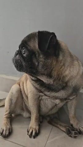 The video shows a light brown and black pug sitting on a tile floor against a grey wall. The pug is looking off to the left side of the screen, then turns to face the camera directly.
