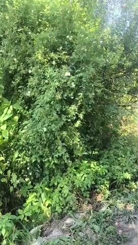 The video shows a view of a large, leafy green bush or small tree with small white flowers and possibly some red berries visible among the foliage. The camera pans upwards slightly, revealing more of the tree and a blue sky. The lighting suggests it is daytime. There are no people or animals visible in the video. The scene appears to be outdoors, possibly in a garden or natural setting.