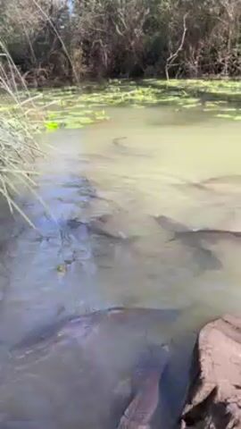 The video shows a group of dark-colored fish swimming in a muddy-looking body of water. Reeds and lily pads surround the water. A log sits on the right. A child speaks in the background.
