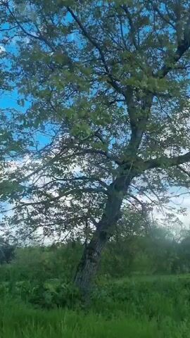 The video captures a dynamic view of a vibrant green landscape under a bright blue sky with scattered white clouds. The camera is in motion, panning continuously from left to right, giving the impression of being filmed from a moving vehicle or while walking. Lush green fields and various deciduous trees, ranging from individual prominent trees to dense clusters of foliage, fill the lower portion of the frame. The sunlight suggests it is daytime, and the weather appears clear and pleasant. There are no people or specific man-made objects visible, emphasizing the natural, rural setting. No text is visible in the video.