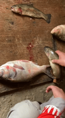 Fish processing documented at Afghan facility in Deh Sabzi