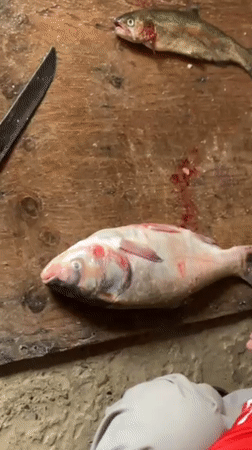 Fish processing documented at Afghan facility in Deh Sabzi