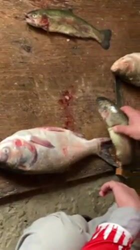 Fish processing documented at Afghan facility in Deh Sabzi