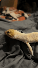 Gecko spotted on bed in Khimki, Russia