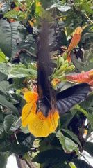 Dark butterfly feeds on yellow flower in Thailand