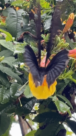 Dark butterfly feeds on yellow flower in Thailand