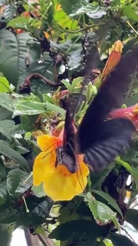 Dark butterfly feeds on yellow flower in Thailand