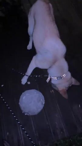 A tan dog with a sparkly collar is on a dark wooden deck. The dog is interacting with a round, grey object, possibly a ball. The dog is shown nudging the object with its nose and mouth. The camera view shifts from an overhead perspective to a lower angle, showing a person's legs and feet on the deck. The scene appears to be outdoors at night due to the low lighting.