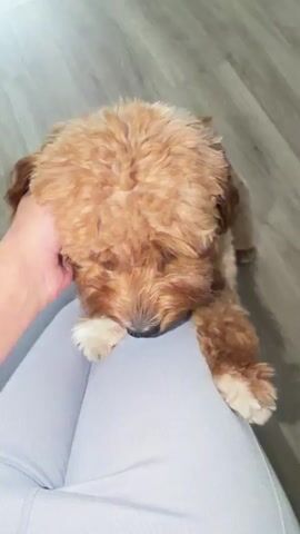 The video shows a close-up view of a small, light brown, fluffy dog with white paws resting its head on someone's lap. A hand is gently petting the dog's head. The dog's eyes are open and it appears to be looking at the camera. The background is a neutral-colored floor.