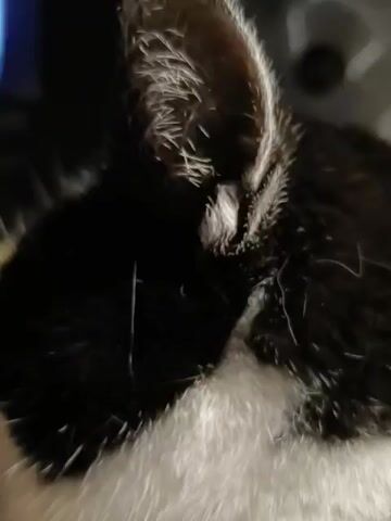 The video shows a close-up of a black and white cat's head and ears. The cat's eyes are closed or obscured. The background is dark and out of focus, with what appears to be a fan visible in the upper right corner. The cat's fur is visible, with distinct black and white patches. The cat's ears are upright and appear to be listening. There is no dialogue or discernible action beyond the cat's presence.