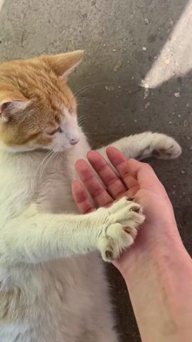 A close-up shot shows an orange and white cat lying on a concrete surface, gently licking a person's hand. The cat is mostly white with orange fur on its head. The person's hand rests on the cat, seemingly petting or offering comfort. The cat's eyes are partially closed, suggesting relaxation or contentment. The background is a slightly rough, gray concrete. Shadows are visible on the concrete and the cat, indicating an external light source, potentially the sun.