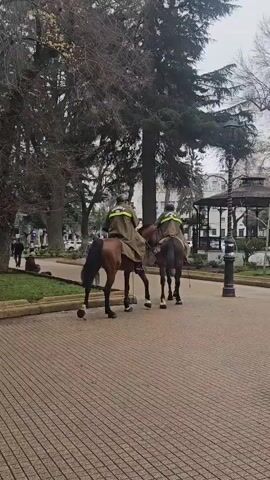 The video shows two mounted police officers on horseback in a park. A man in a plaid jacket walks in front of them. The horses are brown, and the officers are wearing brown uniforms with reflective vests. The park has trees and a paved walkway. The weather appears overcast.