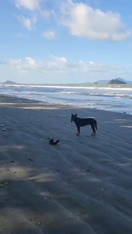 A dog is walking on a beach. The dog is black and has a leash. The dog is walking towards the left of the screen. The beach is sandy and there are waves in the ocean. The sky is blue and there are clouds. The scene is lit by sunlight.