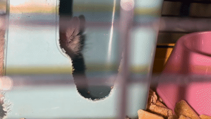 Evening at home: hamster close-ups, match flames, and low-light portraits