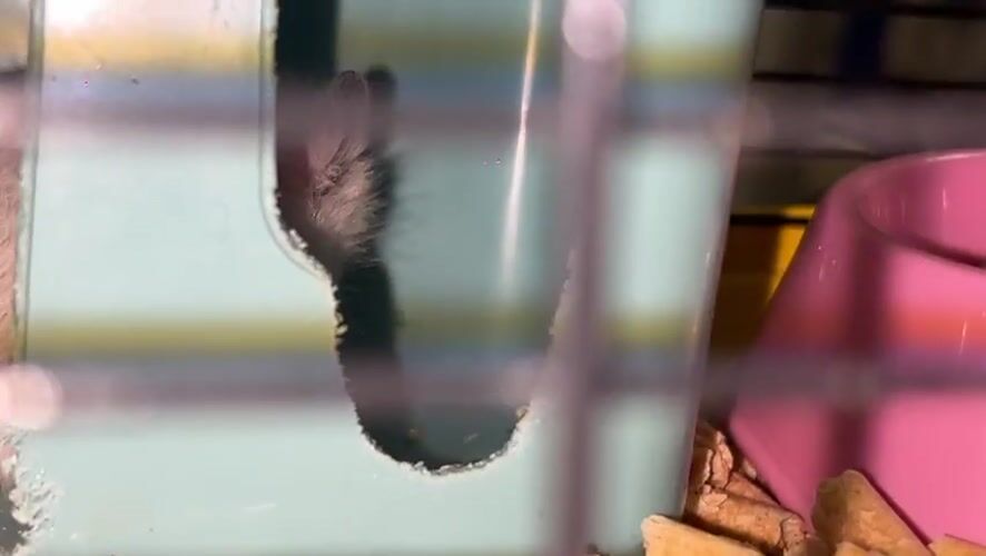 Evening at home: hamster close-ups, match flames, and low-light portraits