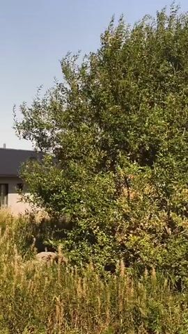 This video shows a sailboat with a yellow hull and blue bottom that is on dry land. The sailboat is supported by stands, and there is tall grass around it. Behind the sailboat, there is a building with a dark roof. There are trees in the background. The sky is clear and blue. The video appears to be taken from a moving vehicle, possibly a car, as the perspective of the scene is constantly shifting. The scene appears to be a storage area or a boatyard.