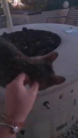 A hand pets a gray tabby cat on top of an outdoor circular fire pit. The cat stands on the pit's edge near its dark center. A person's arm wearing a bracelet is visible stroking the cat. The setting is outdoors, appearing to be a patio or outdoor seating area. Trees and buildings can be seen in the blurry background, under a dusky sky. The fire pit is a light color, possibly white or light gray, and has a small cabinet below the tabletop surface. The camera moves slightly as the person pets the cat, following the cat as it walks around.