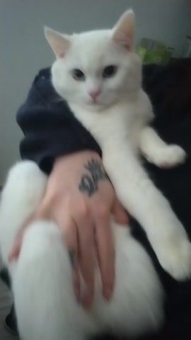 A person with fair skin and a visible tattoo of a crown and the word "Queen" on their hand is holding a pure white cat with blue eyes. The cat is in their arms, held against a black garment the person is wearing. The cat appears calm and is looking to the side. The background is a blurred interior, suggesting a home environment.