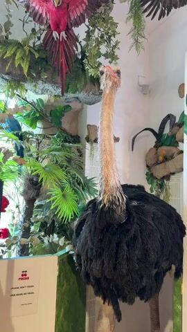 The media file shows a large, taxidermied ostrich in a dimly lit room with lush artificial plants. The ostrich is positioned centrally, facing forward with its long neck extended. Its black and white plumage is detailed, and its head, with reddish skin around the eyes and beak, is tilted slightly upwards.

Behind the ostrich, the setting is designed to resemble a tropical environment. Large, vibrant green artificial leaves and ferns create a dense backdrop. A large, colorful artificial bird, possibly a macaw, is visible hanging from above, adding to the exotic ambiance. Other decorative elements, such as artificial branches and what appear to be rocks with fake moss, are also present.

In the lower left corner of the frame, a white sign with red text is partially visible. The visible text reads: "PACHA" and below that, "PLEASE, DON'T TOUCH." and in Spanish "POR FAVOR, NO TOCAR.". This suggests the ostrich is an exhibit or decoration in a place called Pacha, likely a nightclub or entertainment venue. The lighting appears to be artificial and subdued, possibly indicating an indoor setting at night or a dimly lit establishment. There are no people visible in the frame. The overall impression is a quirky and slightly surreal display, designed to evoke a sense of wonder or entertainment.