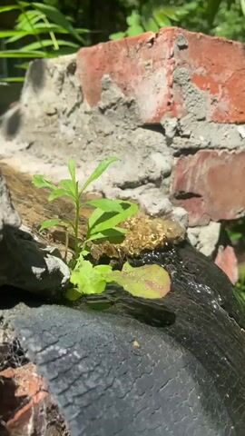 A close-up, eye-level video shows a small seedling sprouting from a crevice in a weathered brick structure. Water trickles down from the top of the structure, flowing over a curved black object, possibly a piece of tire, and then cascades downwards. The background consists of lush green foliage bathed in sunlight, suggesting an outdoor environment. The water creates a small stream or waterfall as it descends, with droplets visible in mid-air. The overall scene evokes a sense of nature's resilience, with a plant thriving amidst man-made and weathered elements.