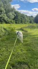 Dog walk documented across Wattrelos, France neighborhoods