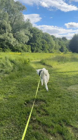 Dog walk documented across Wattrelos, France neighborhoods