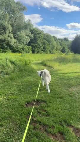 A dog walks on a path in a green field. The dog is mostly white with patches of tan. It wears a black harness and is on a long yellow leash. The leash extends to someone off-camera. The dog stops to sniff the tall grass at the edge of the path. The path leads through a field of green grass and wildflowers towards a line of trees in the distance. The sky is blue with fluffy white clouds. It is a sunny day.