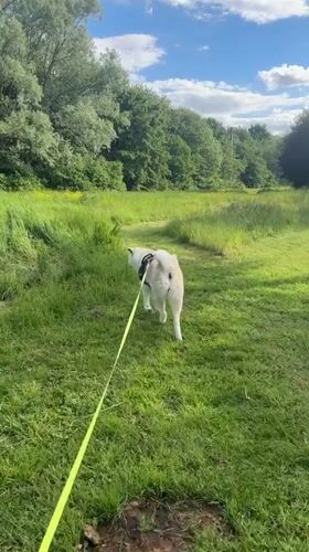 Dog walk documented across Wattrelos, France neighborhoods