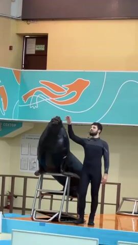 A trainer in a black wetsuit stands to the right of a large dark-colored sea lion that is sitting on a tiered metal platform. The trainer holds a small object, possibly a treat, in his right hand, which he is extending towards the sea lion's mouth. The sea lion has its mouth open and is looking at the trainer. The trainer is gesturing with his left hand, holding up two fingers in what appears to be a signal to the sea lion. The sea lion is looking at the trainer's left hand. The background features a teal banner with orange graphic designs of stylized animals. A door with a sign is visible on the upper left. Several people are visible in the background on a higher level. The scene appears to be an indoor arena with a water pool in the foreground.